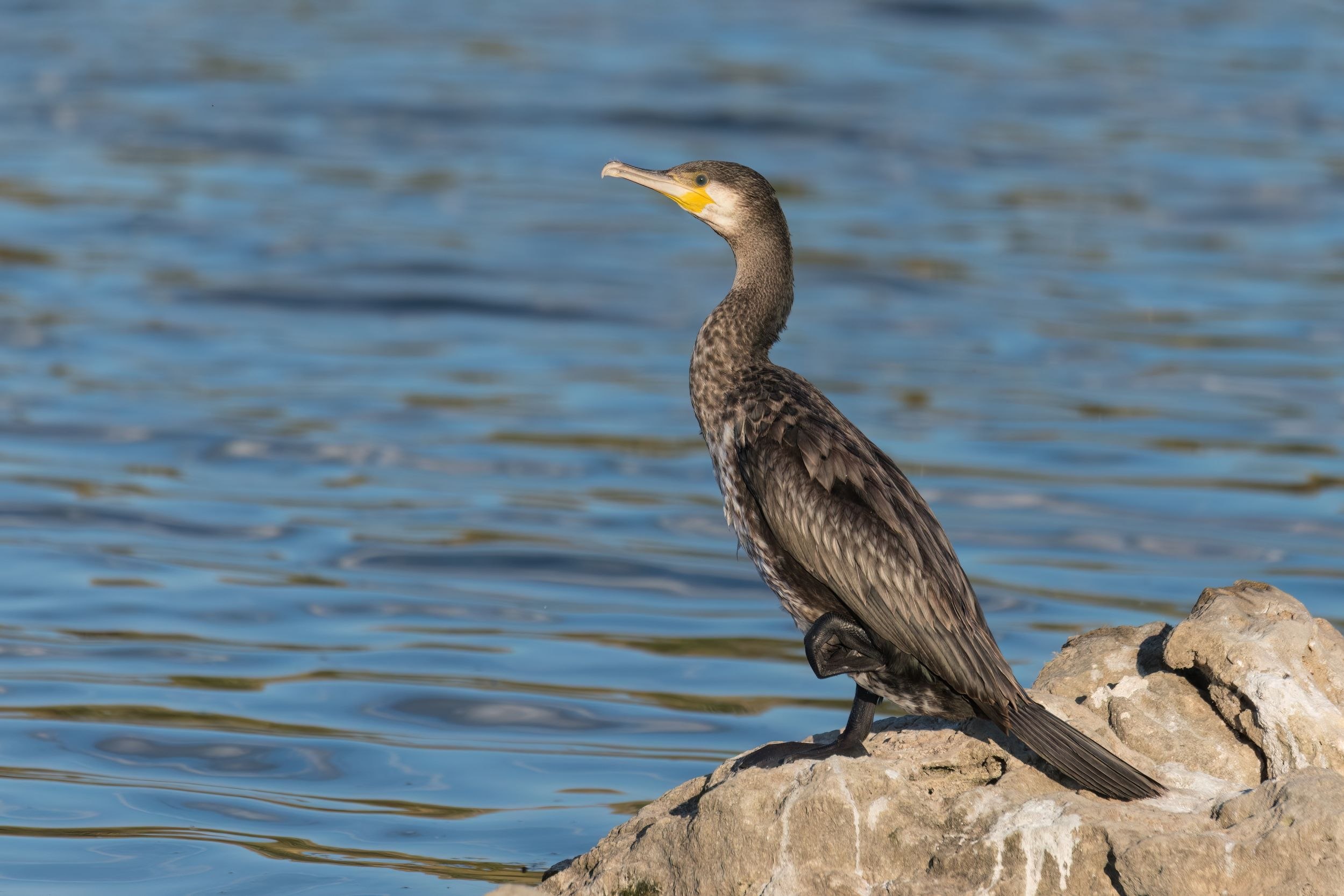 Legea care permite vânarea cormoranului mare pe tot parcursul anului, retrimisă în Parlament