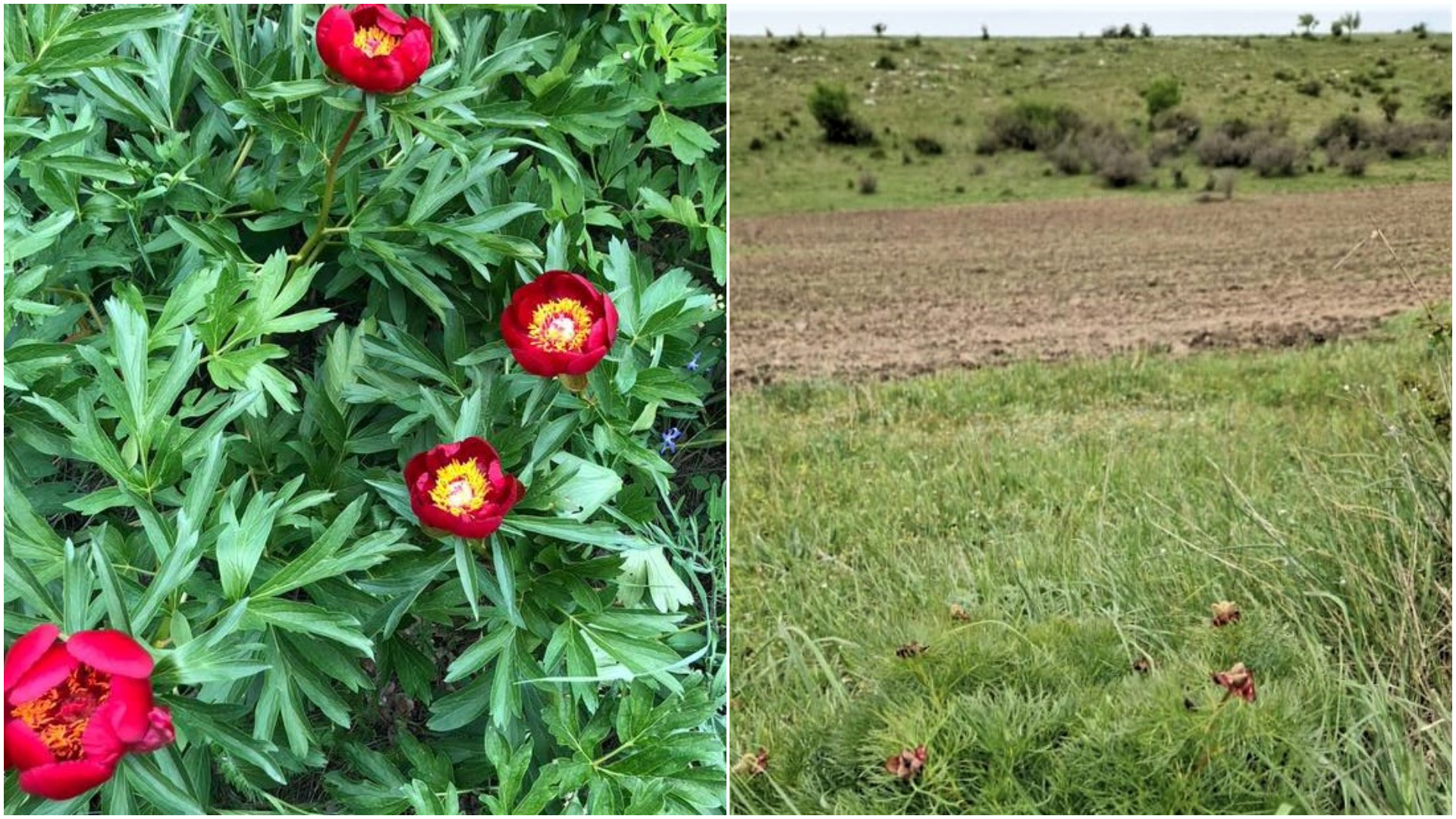 O primărie din Constanța, amendată de Garda de Mediu pentru încălcarea legii privind regimul ariilor naturale protejate