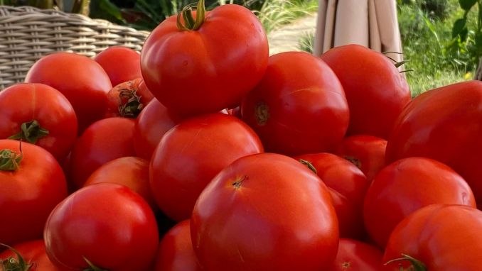 Țara în care roșiile sunt mai scumpe decât benzina, o provocare pentru partidul de guvernământ