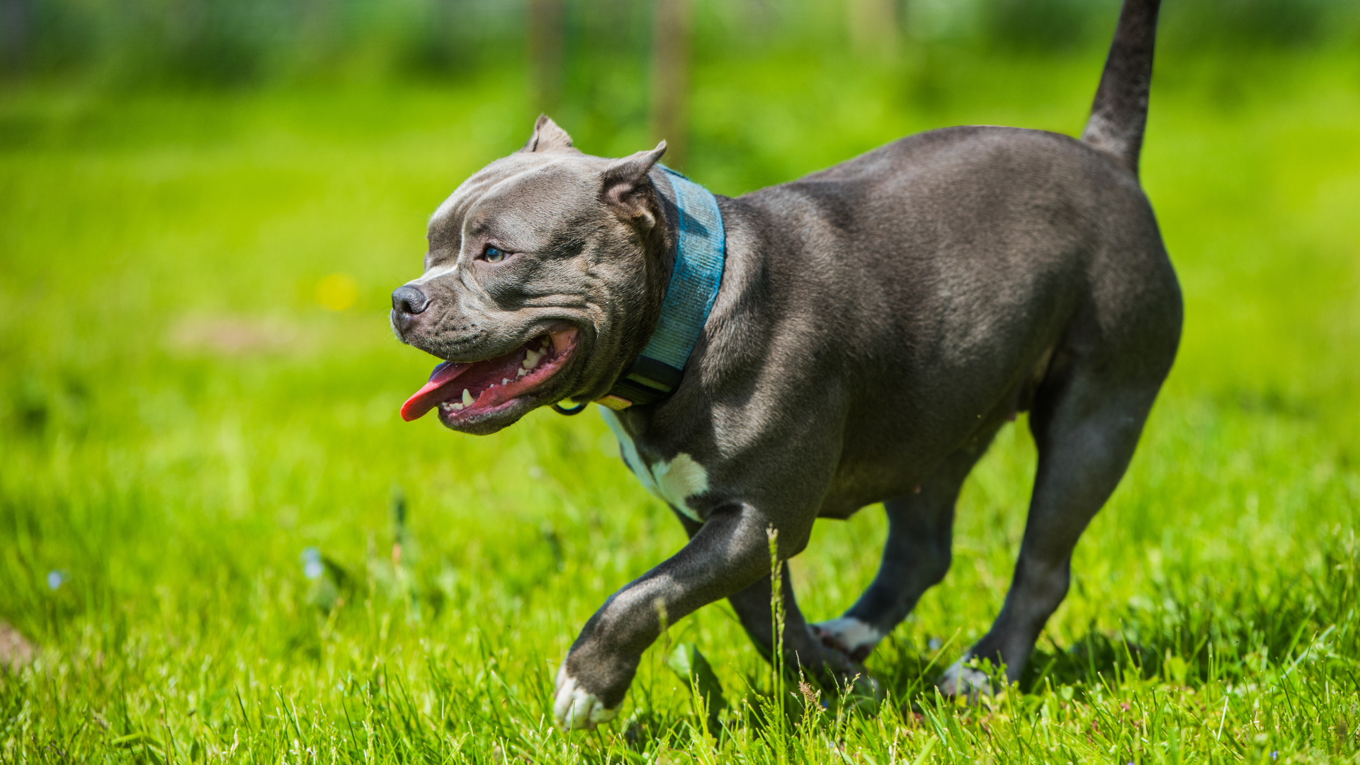 Galați: Un bărbat a fost ucis de un câine Amstaff în timp ce încerca să-l hrănească. Nepoata acestuia a fost rănită în timp ce încerca să-și salveze unchiul