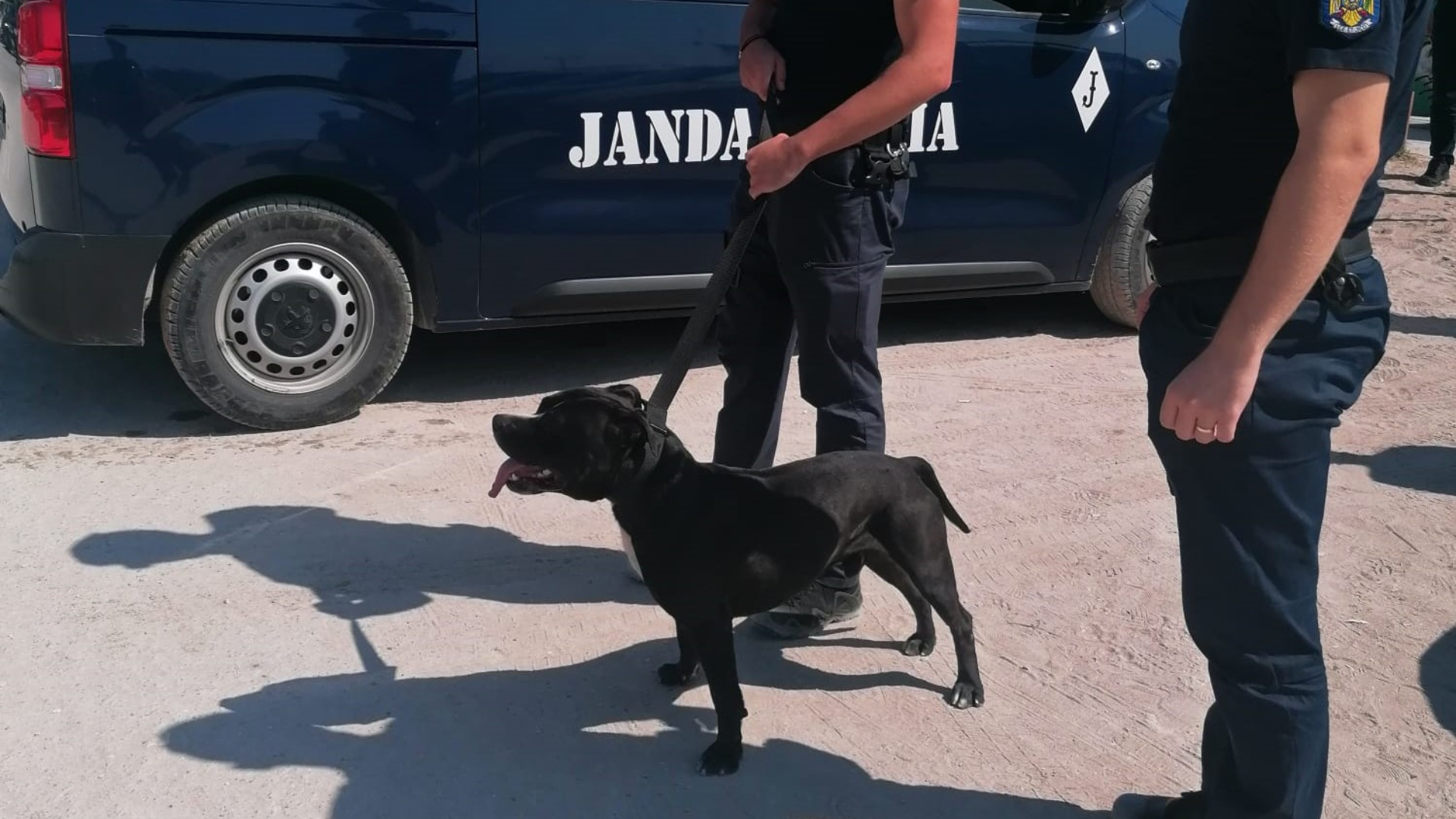 Vama Veche: Zeci de turiști a fugit de pe plajă după ce au văzut un câine din rasa Amstaff, fără botniță, care alerga dezorientat printre șezlonguri