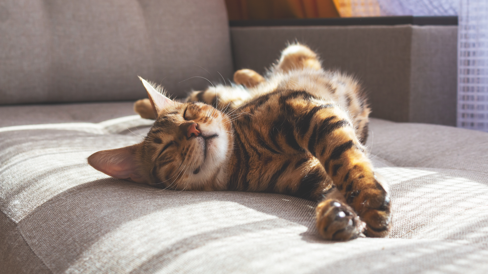 Mii de pisici au murit în Cipru în urma infectării cu o tulpină mai virulentă a coronavirusului felin. Focarul a ajuns în Marea Britanie