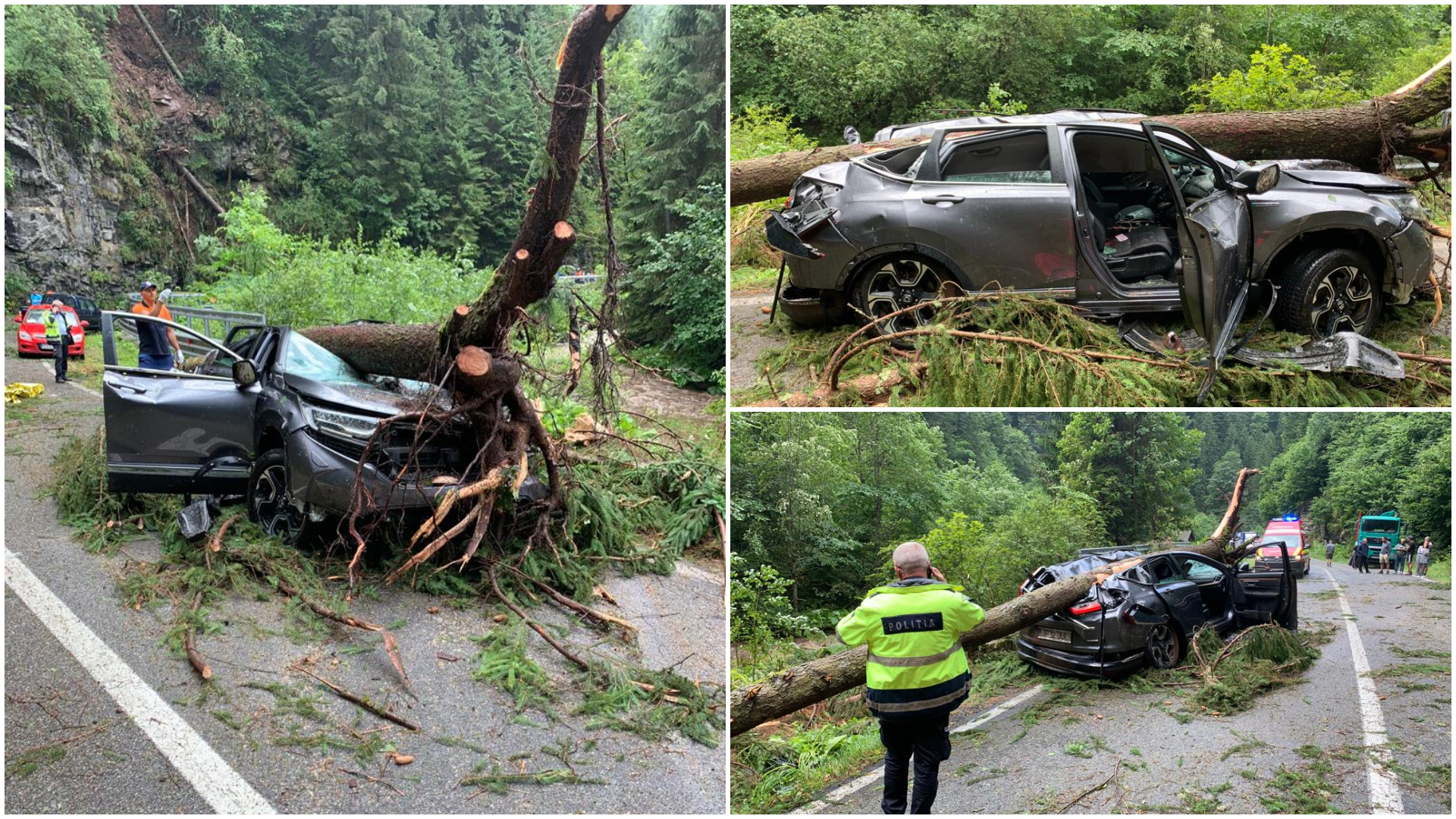 Transalpina: O persoană a murit după ce un copac a căzut pe mașina în care se afla. 14 mașini, blocate