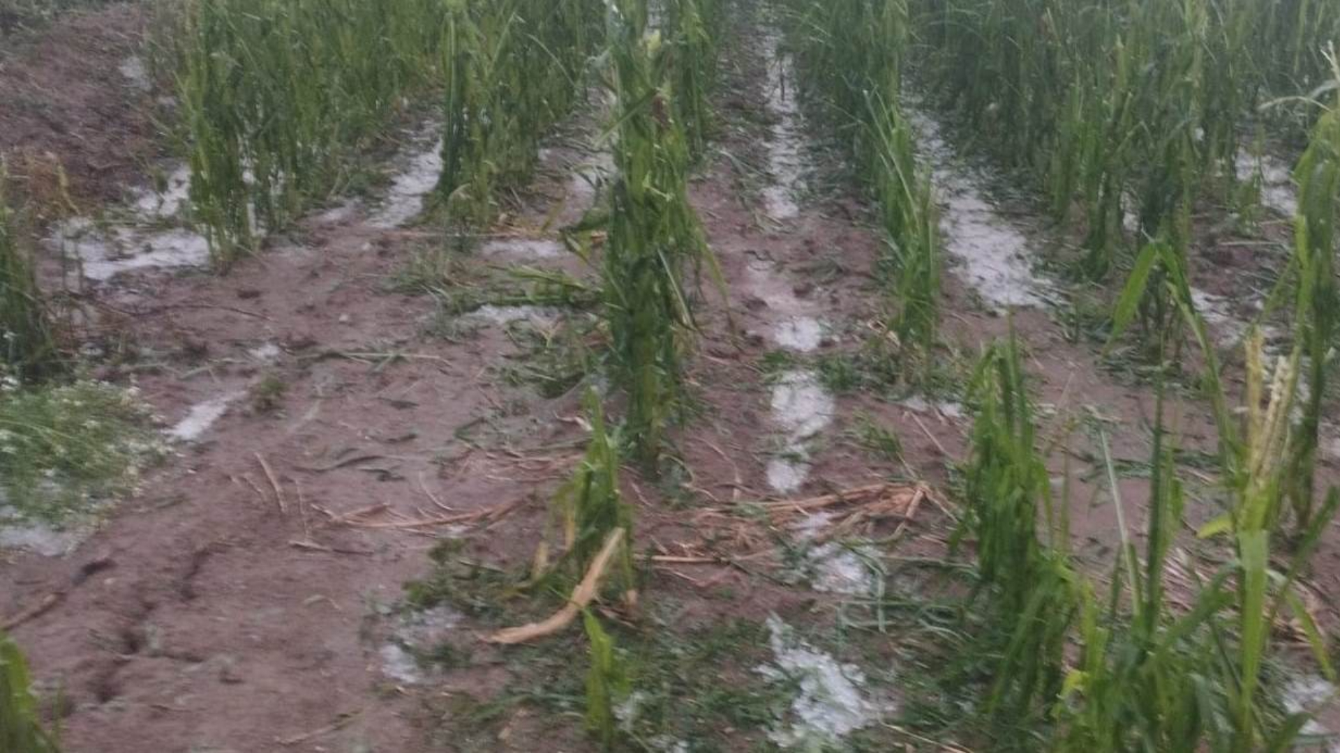 Vrancea. Fenomene meteo extreme: Vântul puternic a măturat vineri noaptea zona de nord a județului. Prefect: Culturi agricole distruse în proporție de peste 90%