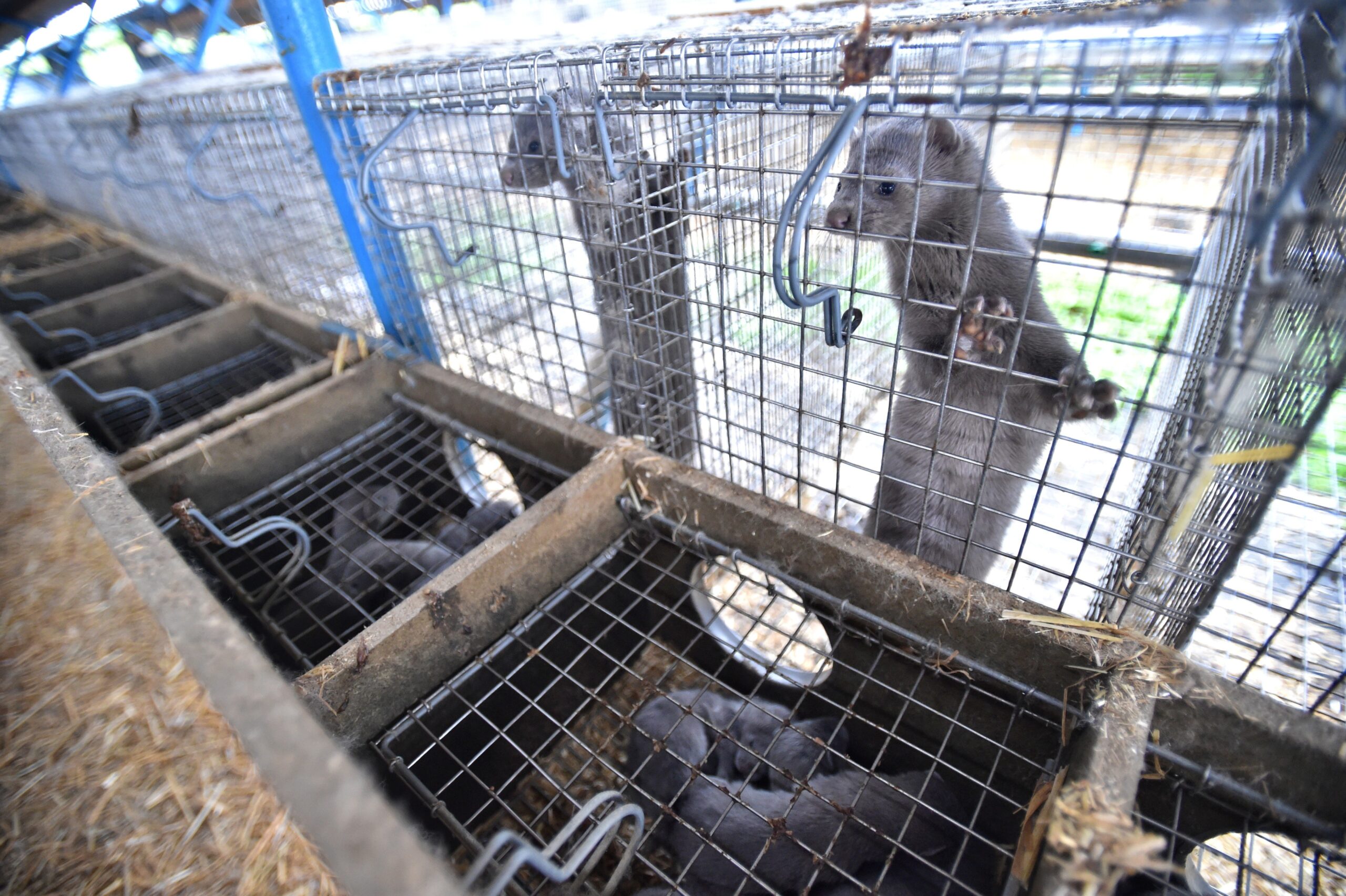 Peste 2.500 de nurci, eliberate dintr-o fermă din Wisconsin: „Sperăm să se bucure de libertate”