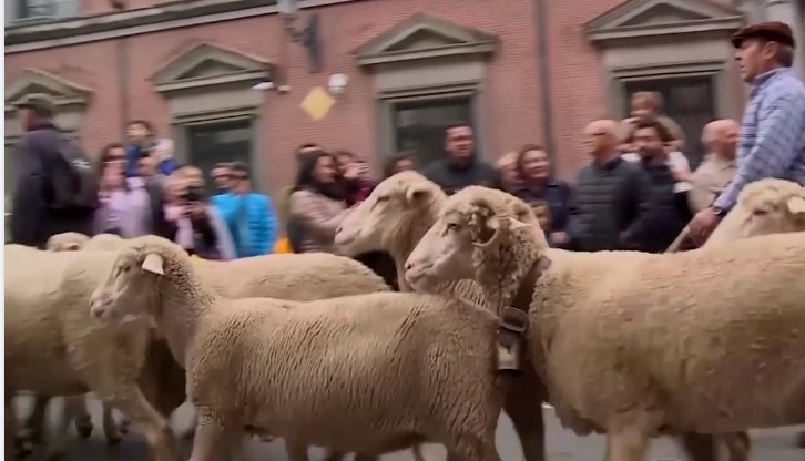 Străzile din Madrid, ocupate de oi mânate de ciobani pe vechile rute de transhumanţă VIDEO