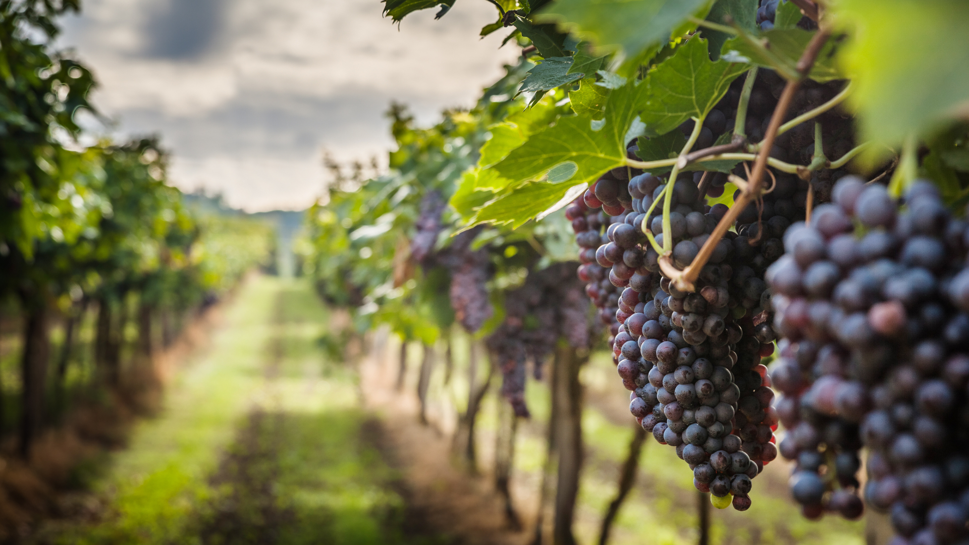 Vrancea, patria podgoriilor: Un an mai bun pentru viticultură decât 2022, dar nu și pentru viticultori. „Suntem la disperare”