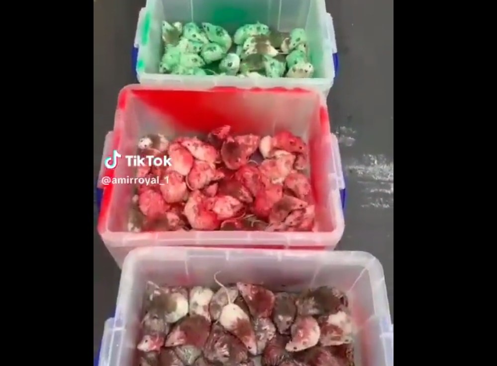 Șoareci vopsiți în culorile Palestinei, eliberați în restaurante fast-food din Anglia VIDEO