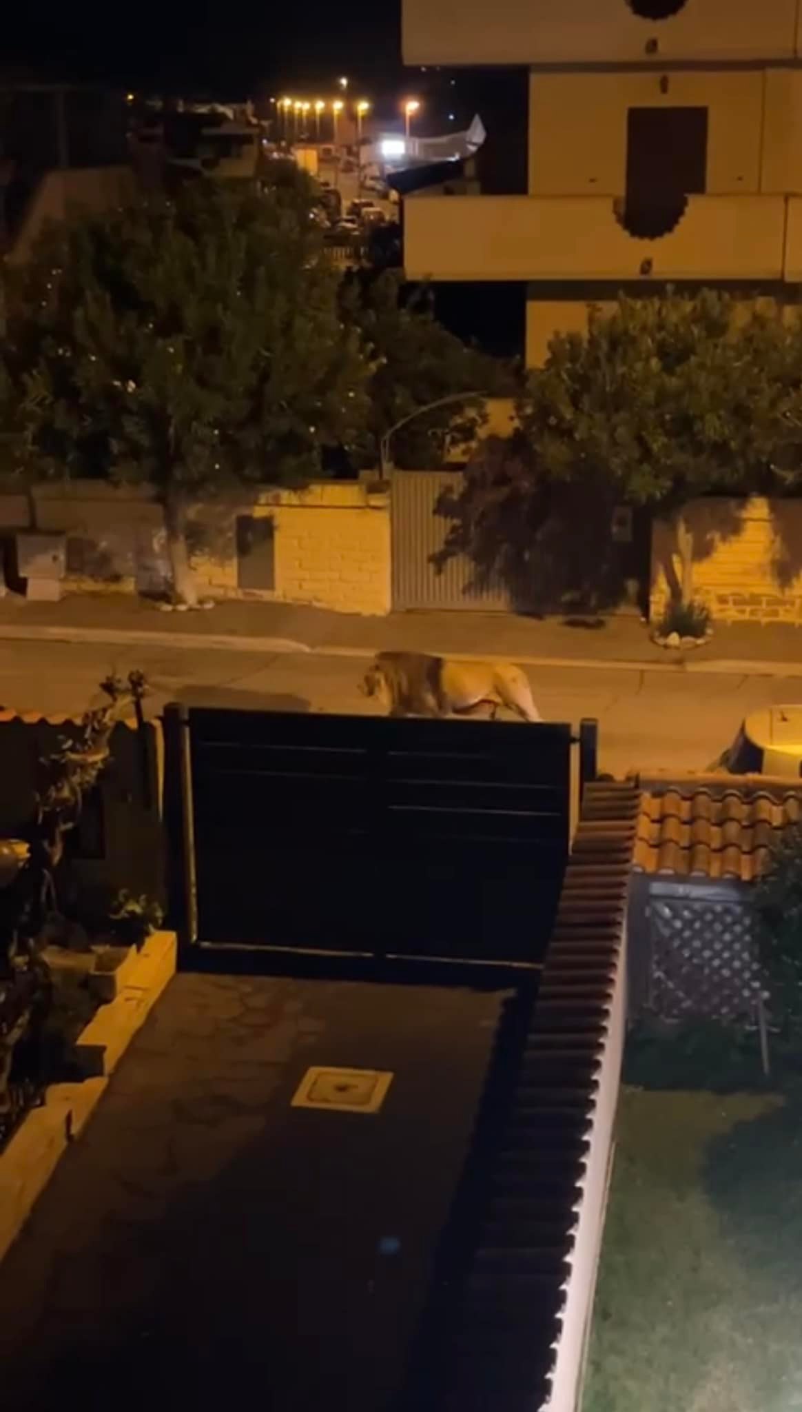Un leu scăpat de la circ a terorizat un oraș din Italia. A fost sedat și capturat după 5 ore de libertate VIDEO