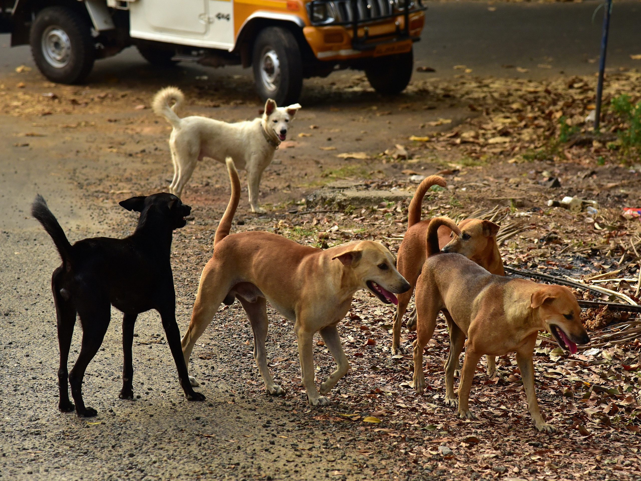 Numeroase animale de companie pierdute în judeţul Arad în noaptea de Revelion din cauza zgomotelor provocate de petarde şi artificii : Europa FM