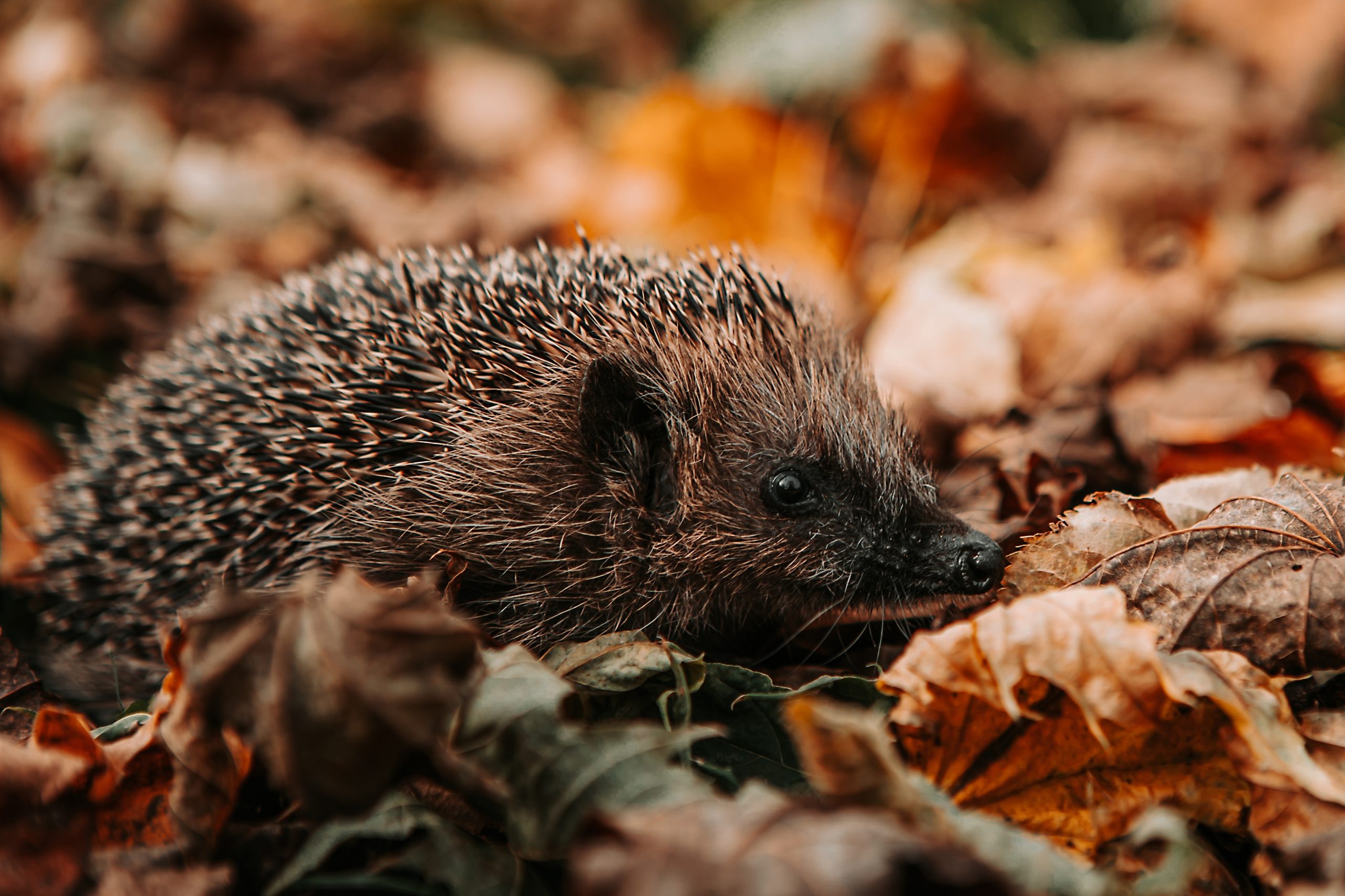 Ariciul vest-european, numit ”Animalul anului 2024”. Specia este pe cale de dispariție după restrângerea habitatului natural