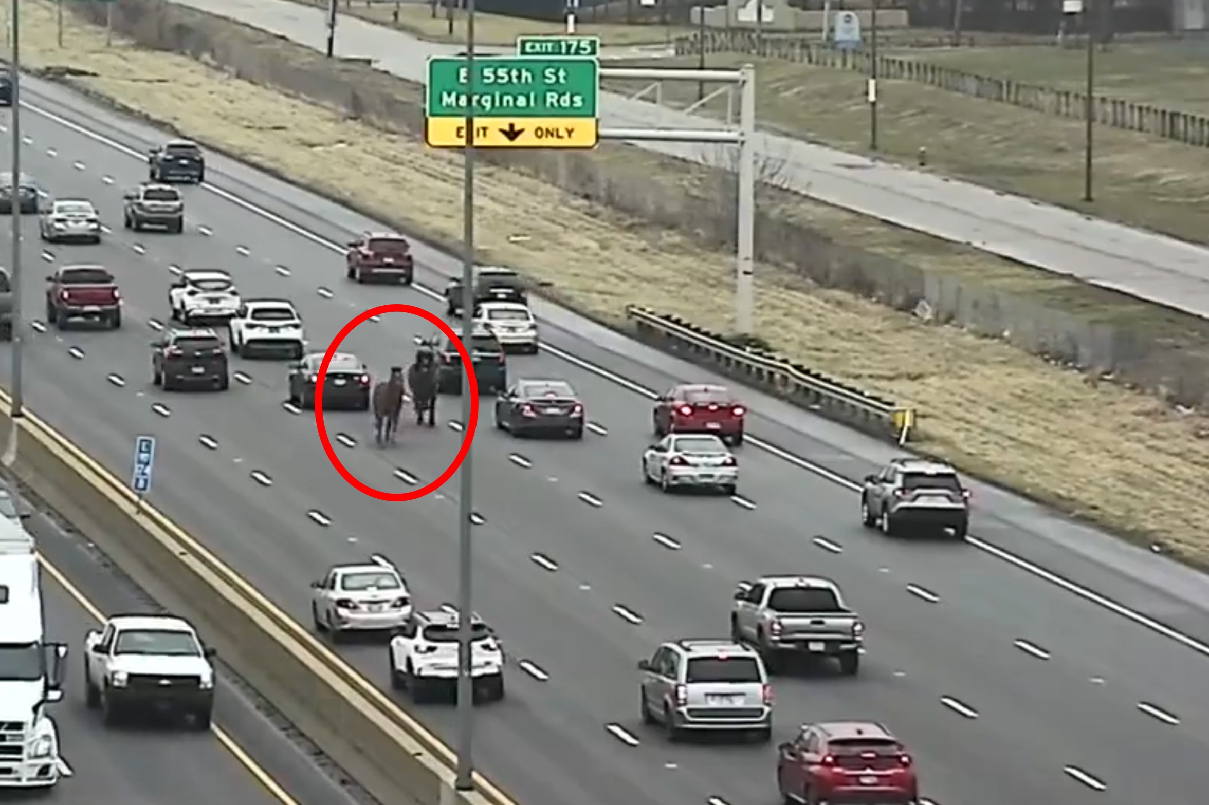 Imagini spectaculoase cu doi cai ai poliției scăpați printre mașini pe cea mai lungă autostradă din Statele Unite VIDEO