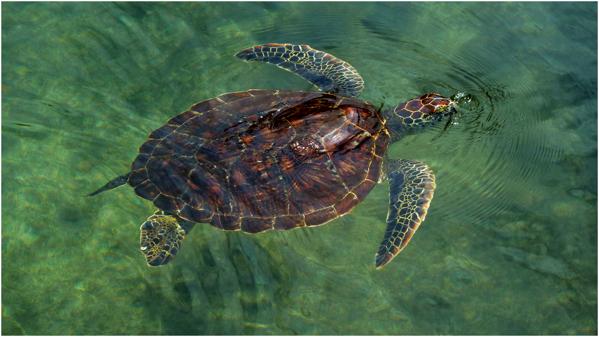 8 copii și un adult au murit în Zanzibar după ce au mâncat carne de broască țestoasă de mare