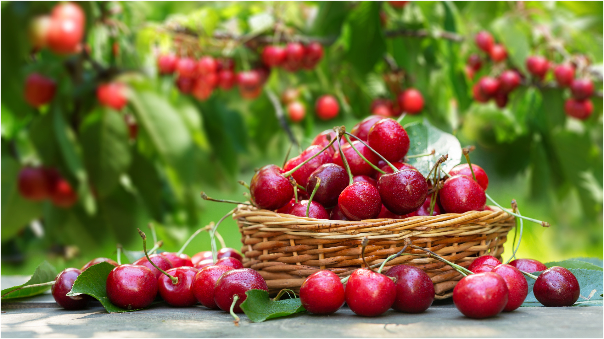 250 de lei, prețul unui kilogram de cireșe în piețele din Sibiu