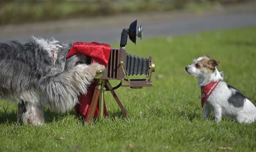 Italia interzice cursurile de yoga la care se folosesc căței, după ce au fost raportate rele tratamente împotriva patrupedelor