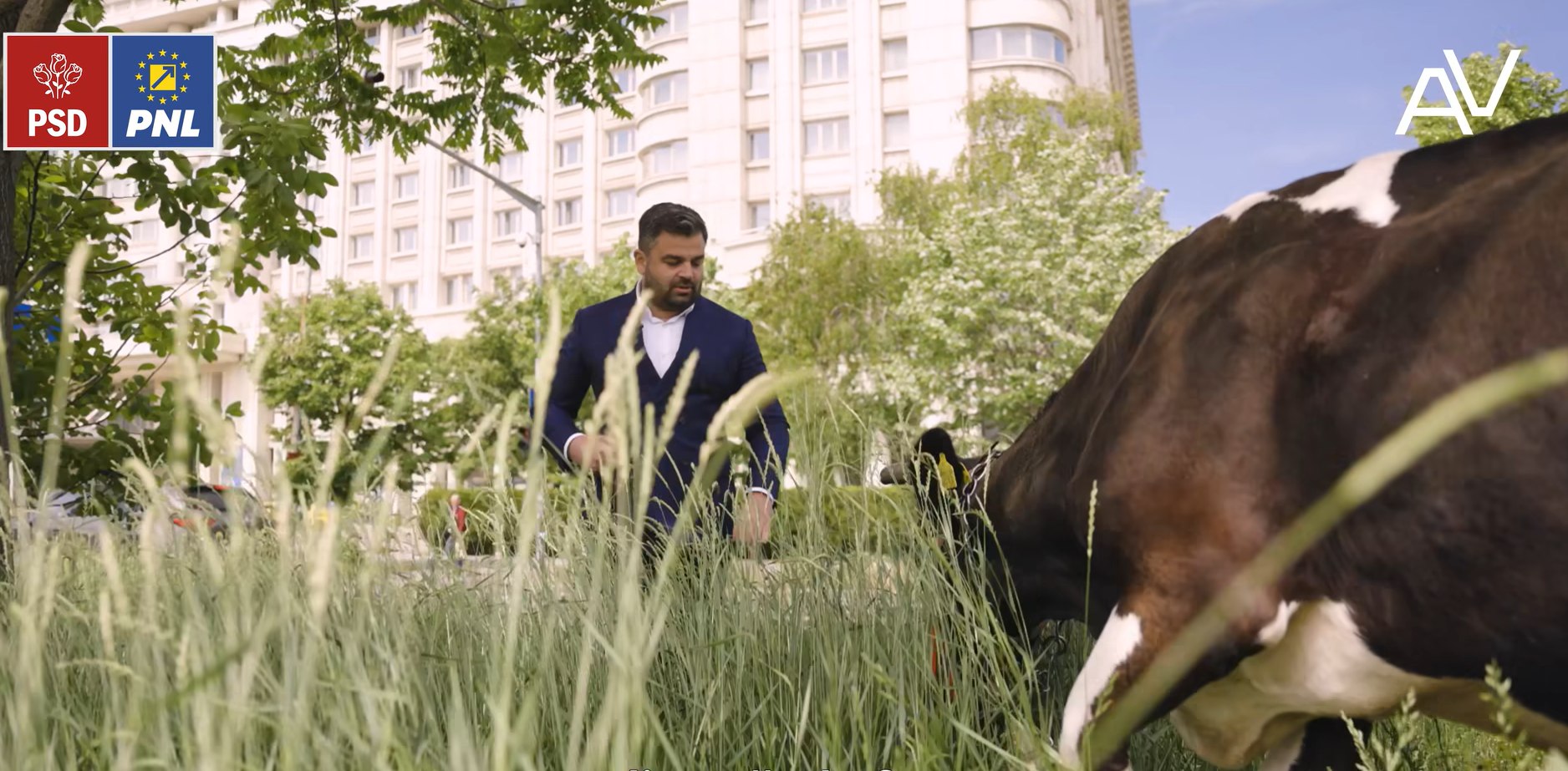 Cine e candidatul care a scos vaca la păscut în București
