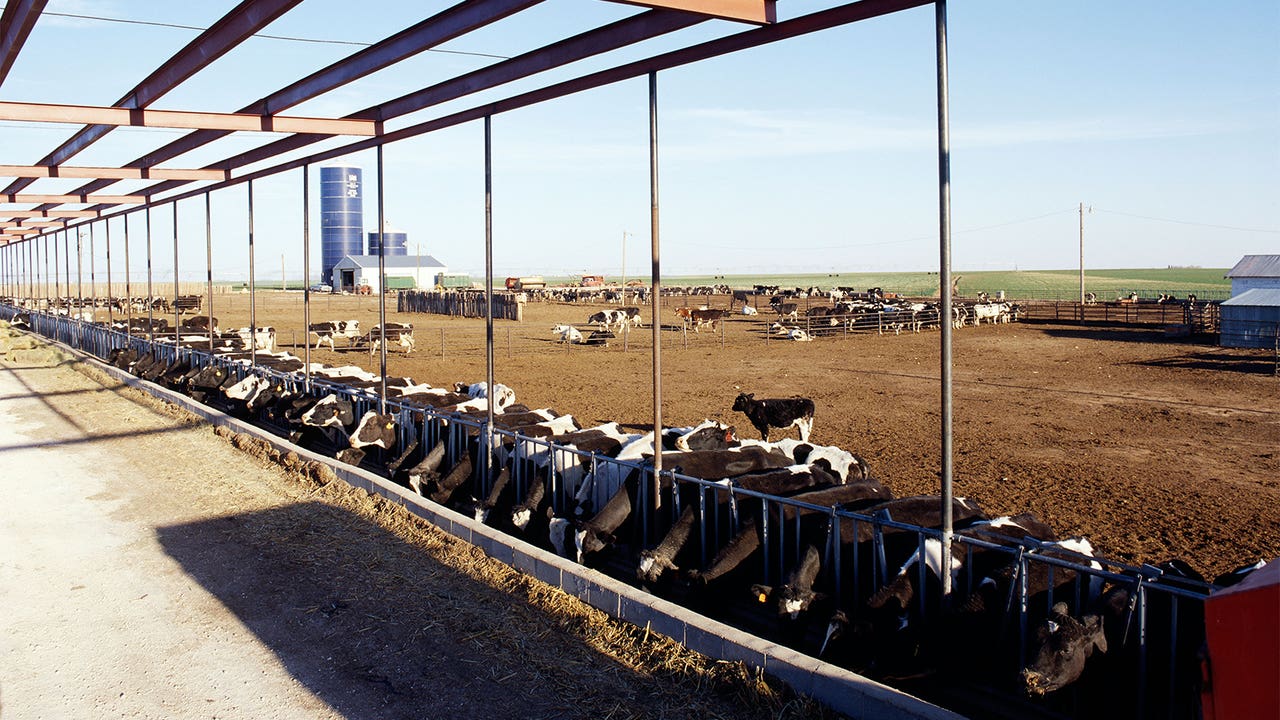 Gripa aviară s-ar fi răspândit de la mamifere la oameni