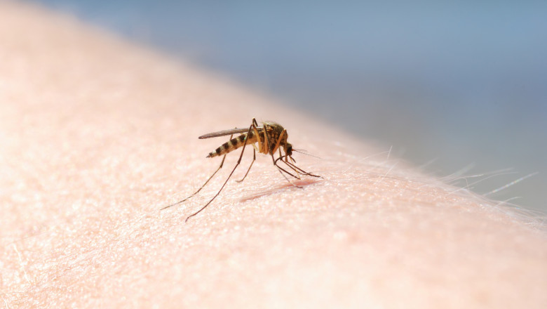 Țânțarii tigru se află în spatele creșterii febrei dengue în Europa