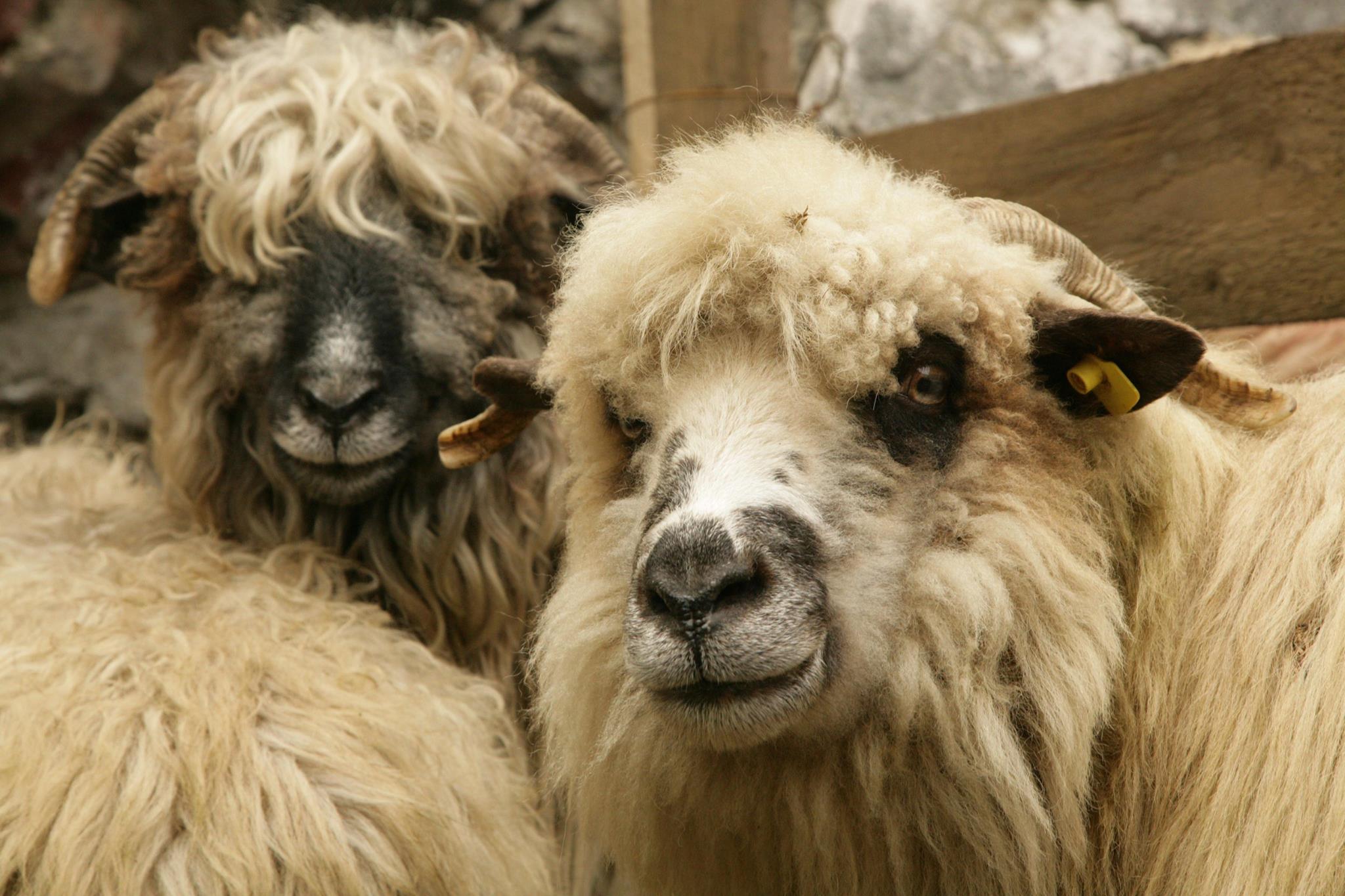 Primul focar de pestă a micilor rumegătoare confirmat în România la o fermă de oi din Tulcea