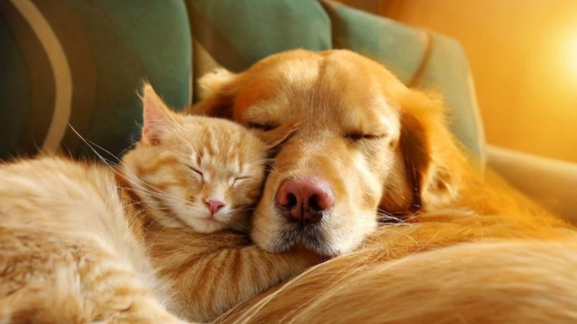 Cum să ai grijă de animalele tale de companie în perioada caniculei? Poți face la fel și cu animalele fără stăpân. Hidratarea, vitală pe vreme caniculară : Europa FM