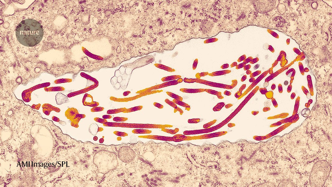 Primul studiu contra unui virus extrem de mortal, Marburg