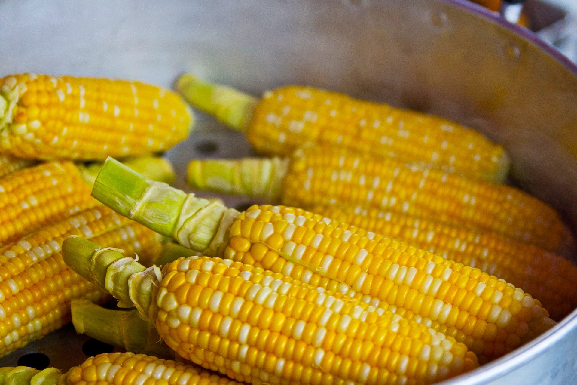 Panică în Zambia: sute de câini au murit după ce au mâncat porumb otrăvit. În Africa este alimentul de bază