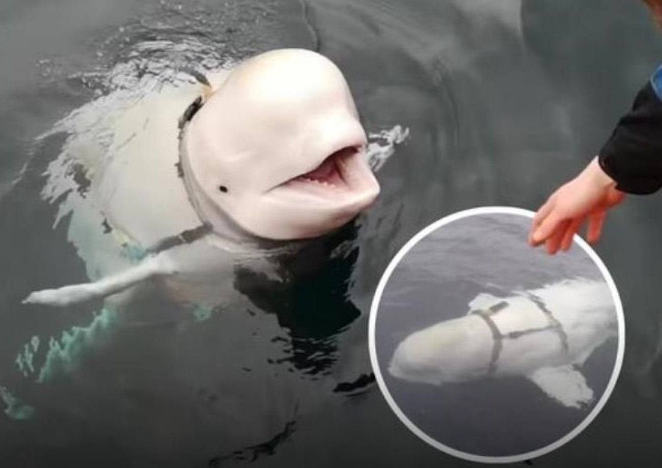 Beluga Hvaldimir, despre care se spunea că ar fi „spion” rus, a fost găsită moartă în Norvegia