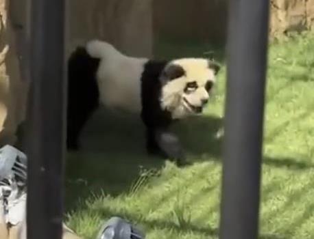 O grădină zoologică din China a vopsit câini și i-a prezentat drept urși panda, pentru a atrage vizitatori