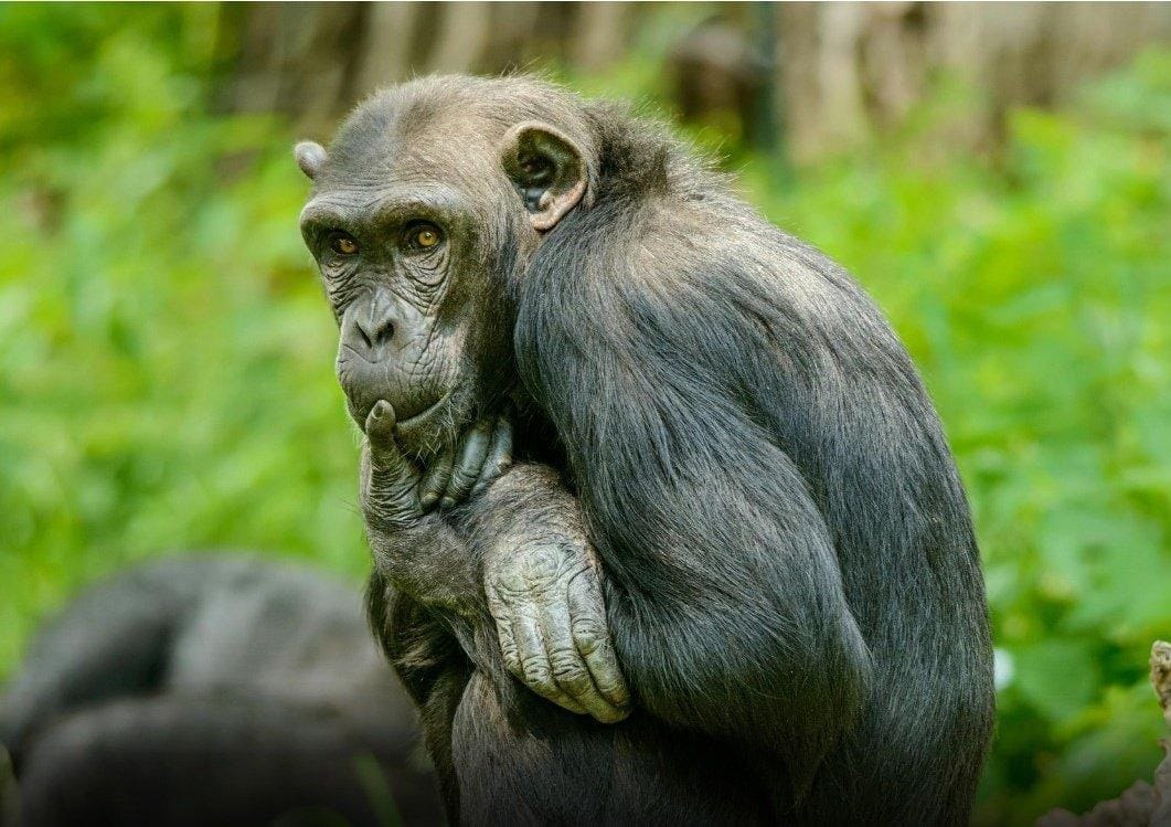 Planeta Maimuțelor devine realitate: Un cimpanzeu celebru a măcelărit un bebeluș după ce l-a smuls din brațele mamei