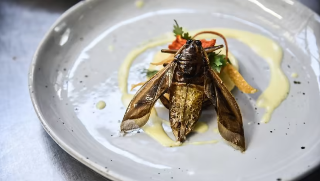 de la proteine vegetale la insecte