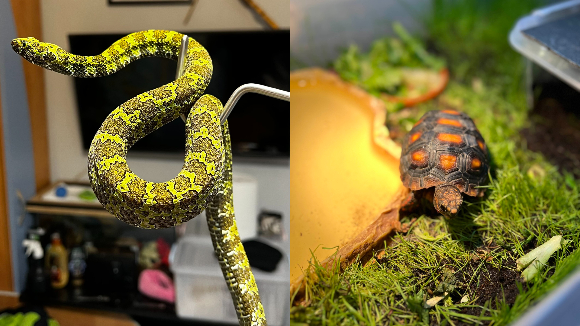 Vipere și șerpi periculoși, descoperiți într-o crescătorie ilegală din Bihor. Proprietarul animalelor riscă amenzi de până la 30.000 de lei : Europa FM