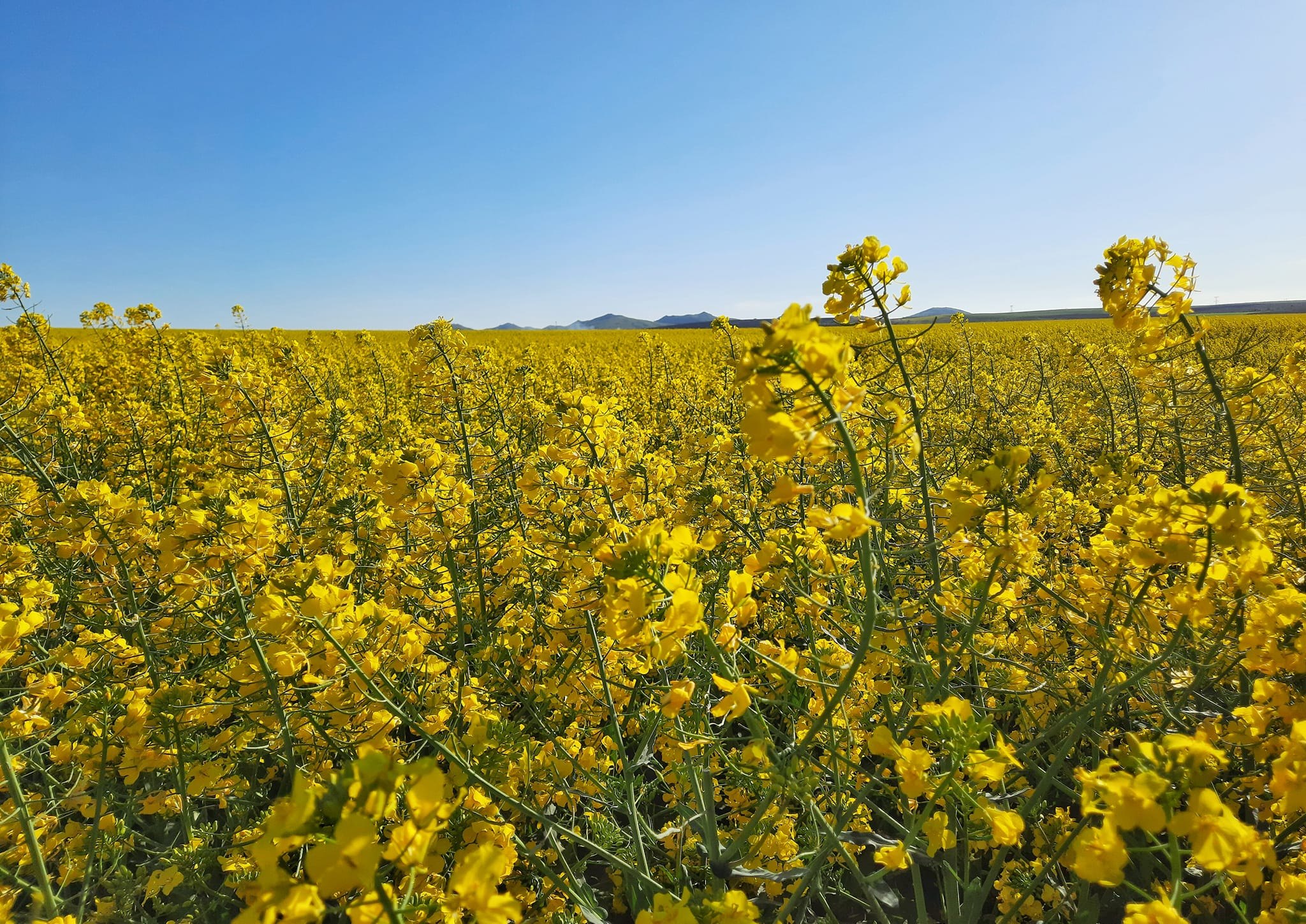 De ce culturile de rapiță devin un pilon strategic al agriculturii ucrainene: planuri de extindere și creștere a producției pentru biodiesel