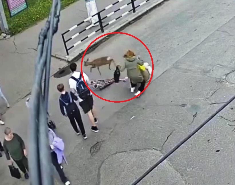 Accident neobișnuit pe trecerea de pietoni. O femeie a fost lovită de o căprioară