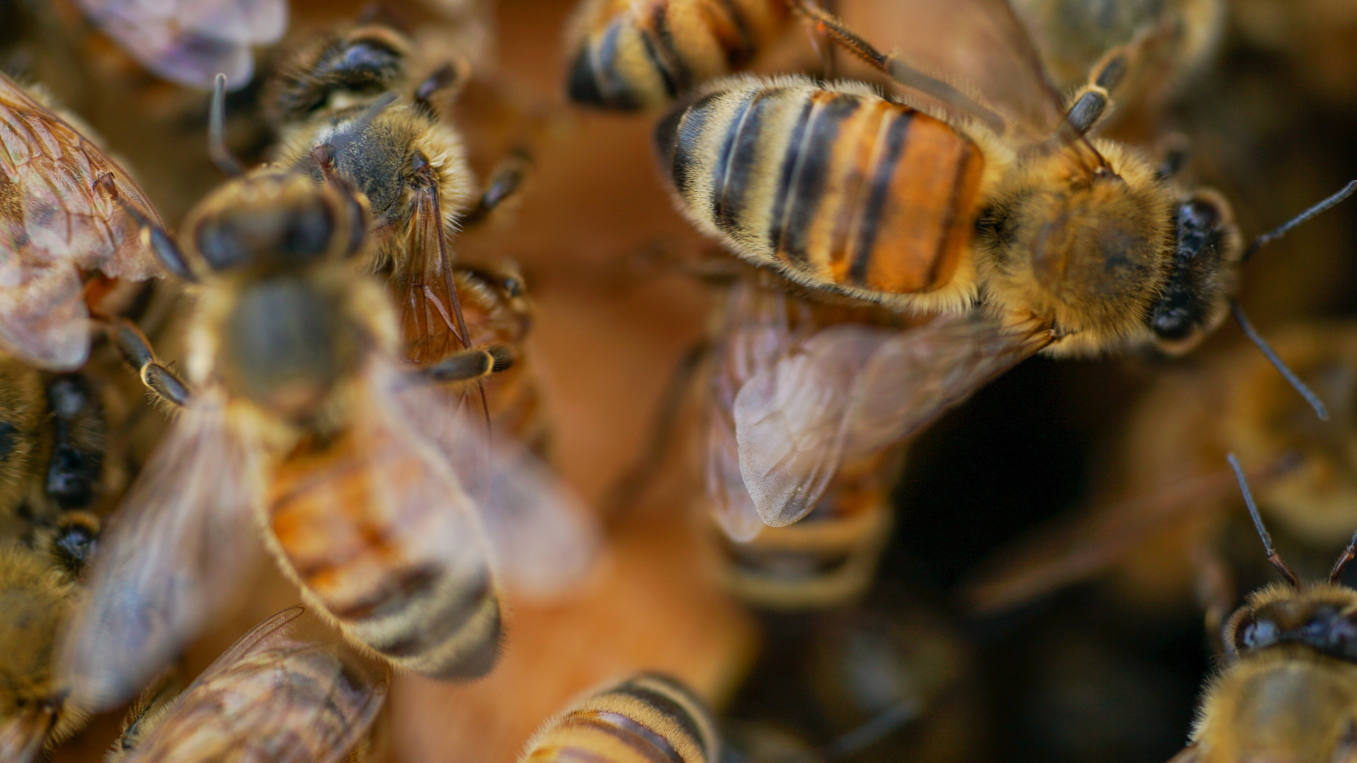 Albinele din Europa, afectate de pesticide interzise, arată raportul BEEodiversity