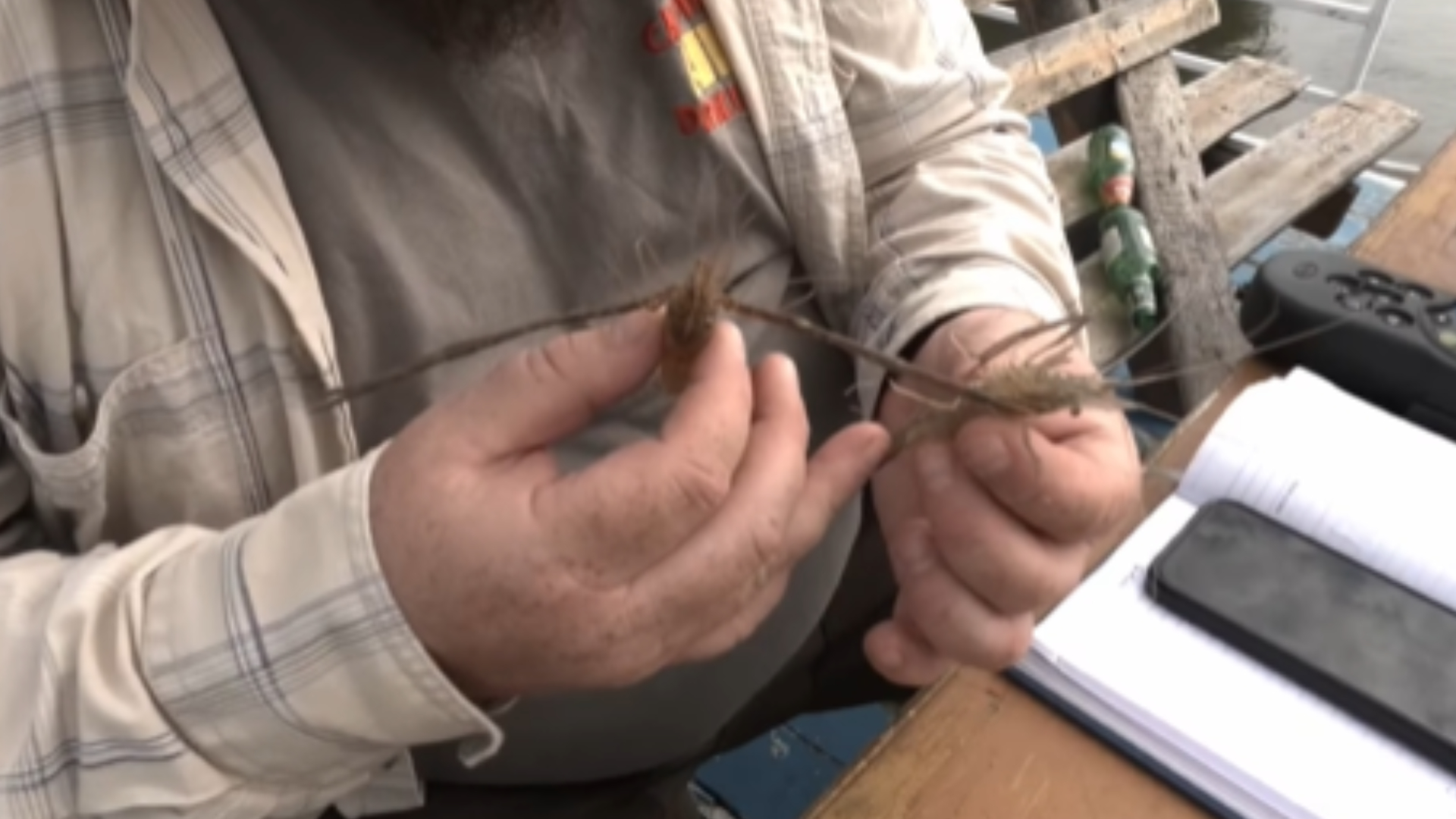 Crevetele de apă dulce, specie originară din Asia, se răspândește în Dunărea inferioară și în apropierea Deltei : Europa FM