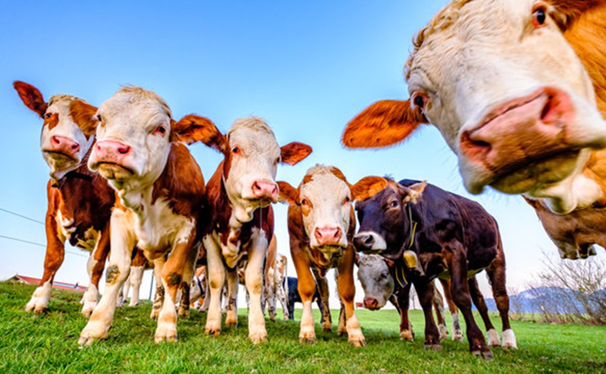 De la ferme imaginare la fraude reale: Un nou capitol în scandalul fondurilor agricole europene din Grecia