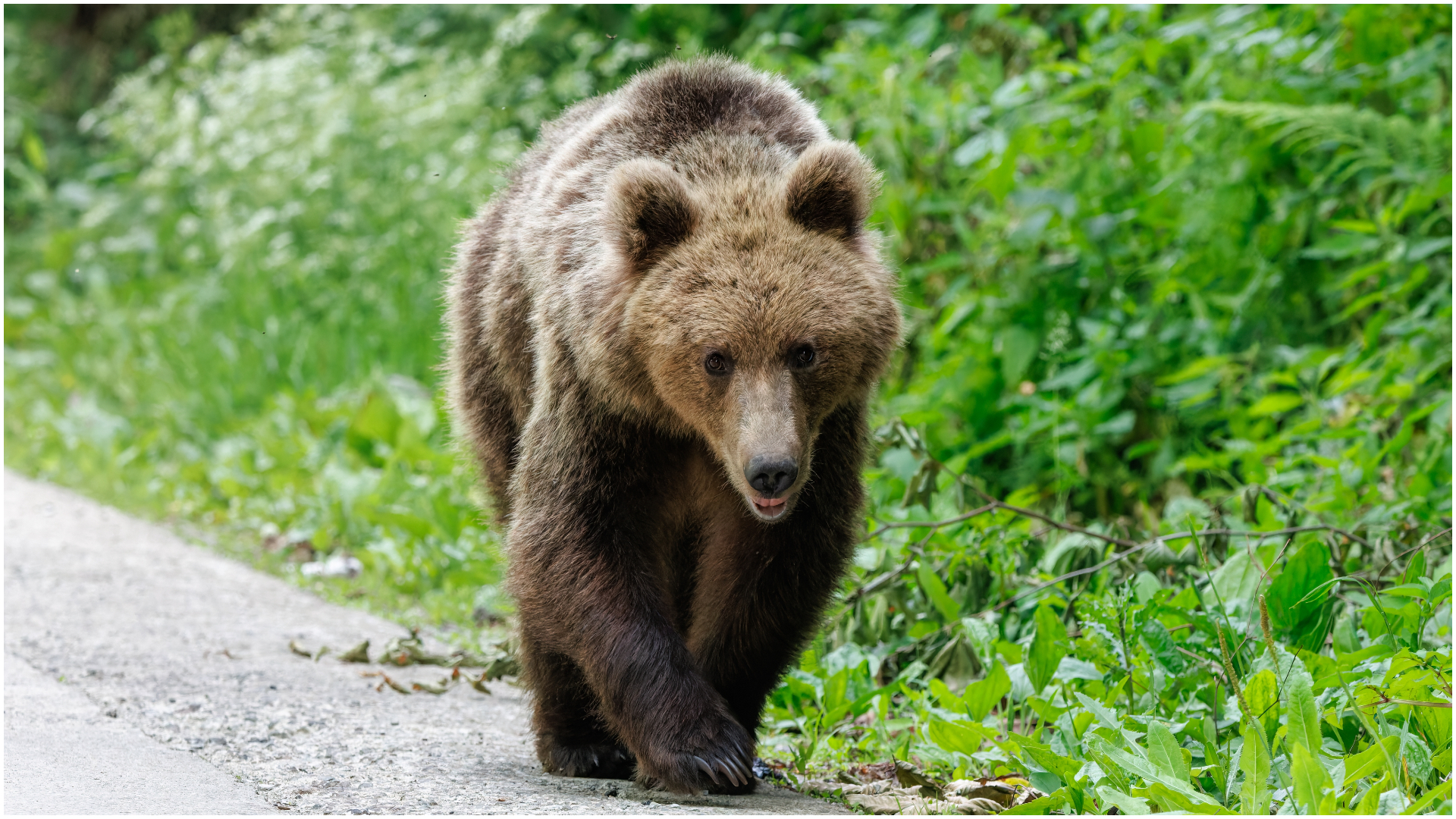 Brașov: o ursoaică a fost împușcată noaptea trecută lângă parcarea unui hotel din Poiana Brașov, după ce s-a apropiat de un grup de copii : Europa FM